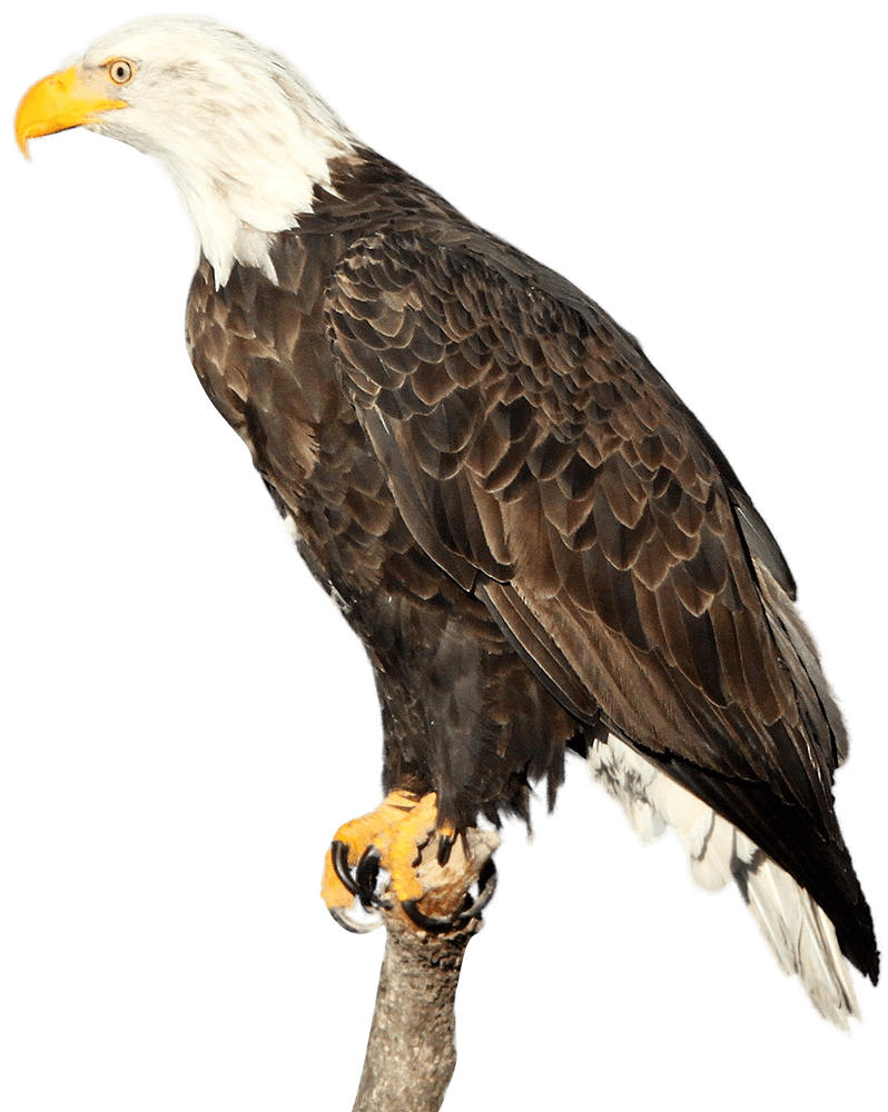 American Eagle Png
